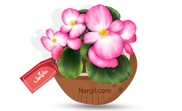 Nargil_Begonia semperflorens